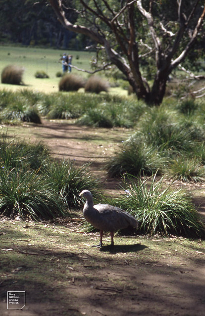 Cape Barren goose. Blue morning flag tufts, Kangaroo Island
