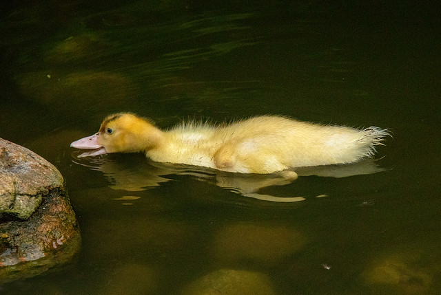 Young domestic Mallard duck / Ali stokkandarungi (Anas platyrhynchos) in Tivoli in Copenhagen, Denmark