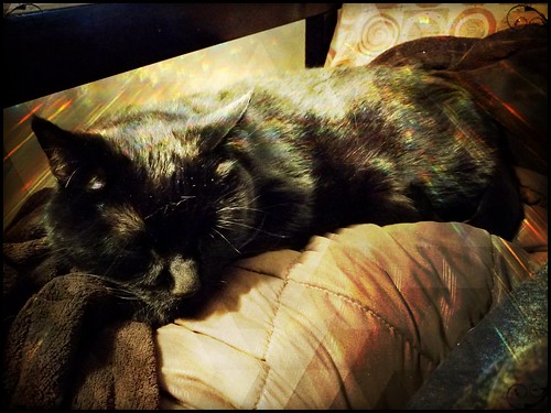 Happy Caturday | Pixlr and Instagram fun Guy Noir snoozing | CAJC: in ...