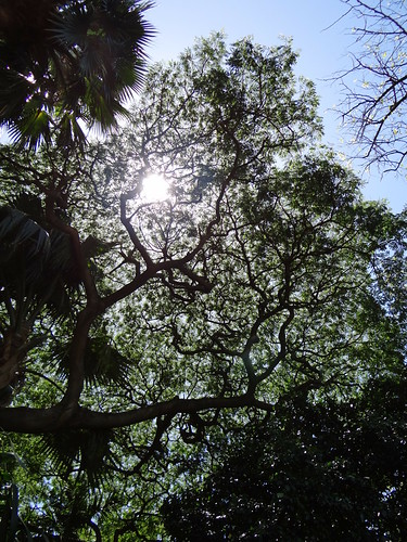 Durban Botanical Gardens