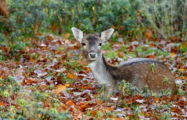 Fallow Deer in the Autumn leaves  - silence in the forest.