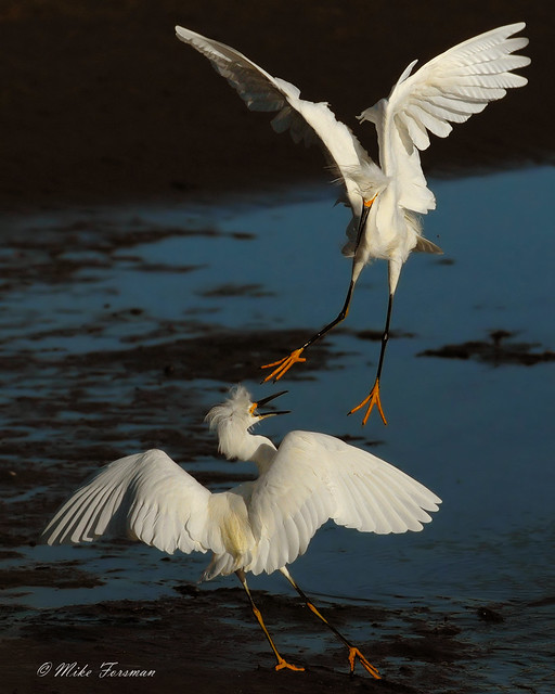 Dueling Egrets #4