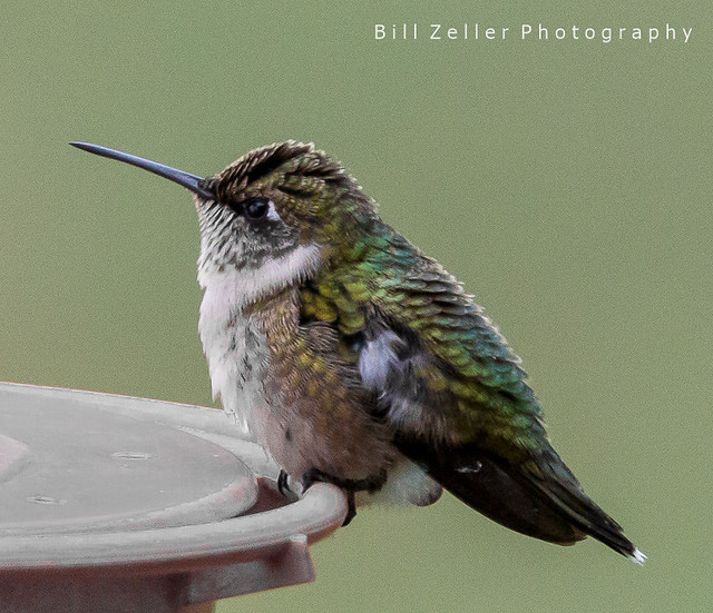 Buff-Bellied Hummingbird, Estero Llano Grande S.P., Texas