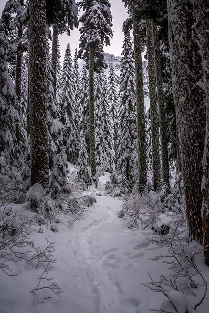Winter wonderland - Snoqualmie, Washington.