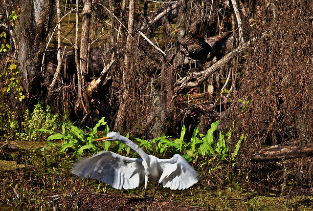 Florida swamp with American Egret and Limpkin
