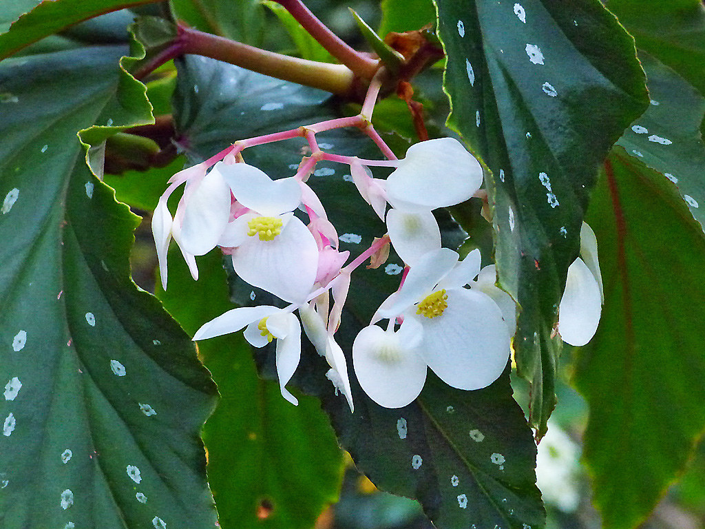 Begonia Asa-de-anjo | Zélia Doneux Rebske | Flickr