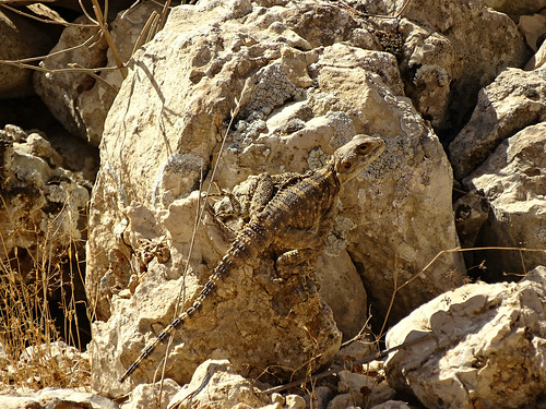 spinytailedlizard uromastyx ajlunforest jordan wildlife