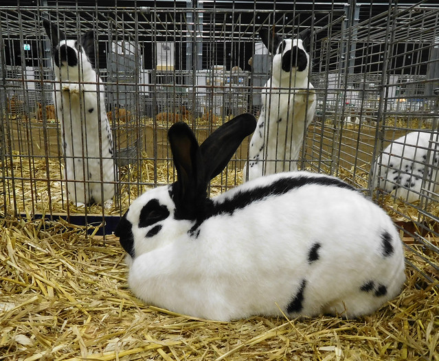 Two bunnies eagerly wanted to be included in the picture