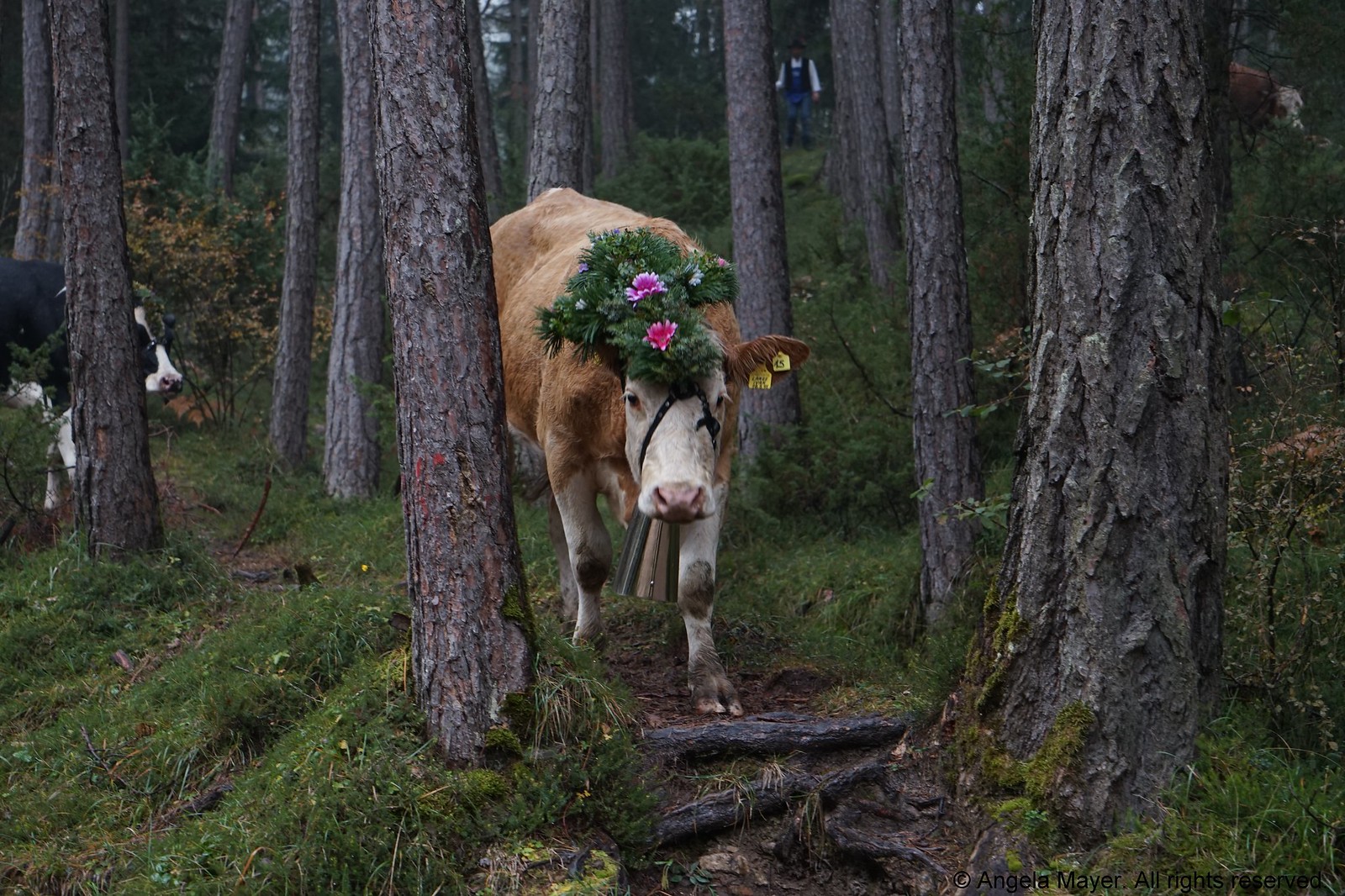 Almabtrieb Völs / Cows coming down the mountains
