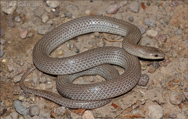 Great Plains Ground Snake (Sonora episcopa)