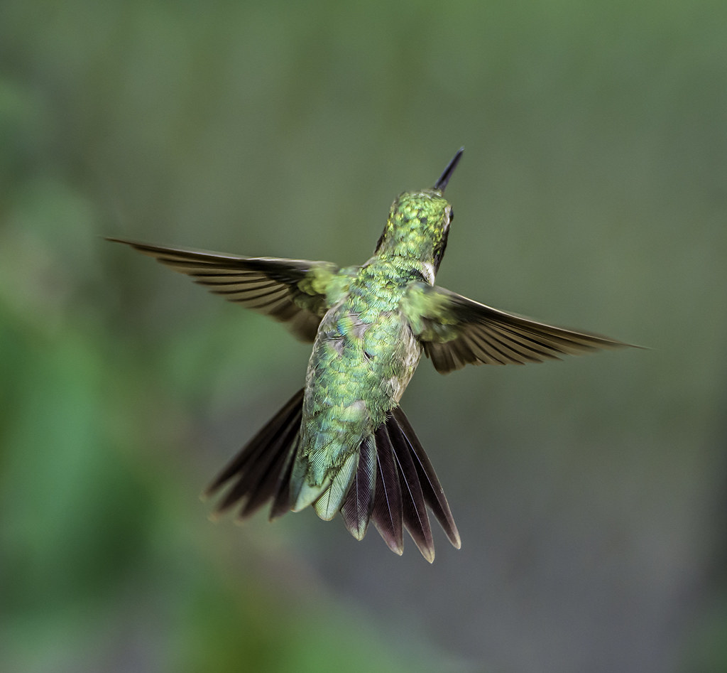 Hummingbird Hummer Mom's Hummer | My mom liked this shot of the hummingbird so … | Flickr