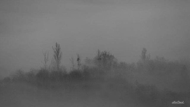 Brouillard sur le gui