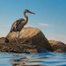 Flickr photo 'Periscope Up: Great Blue Heron on the Jetty' by: Phil's 1stPix.