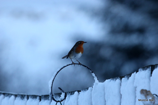 Robins grip on Winter