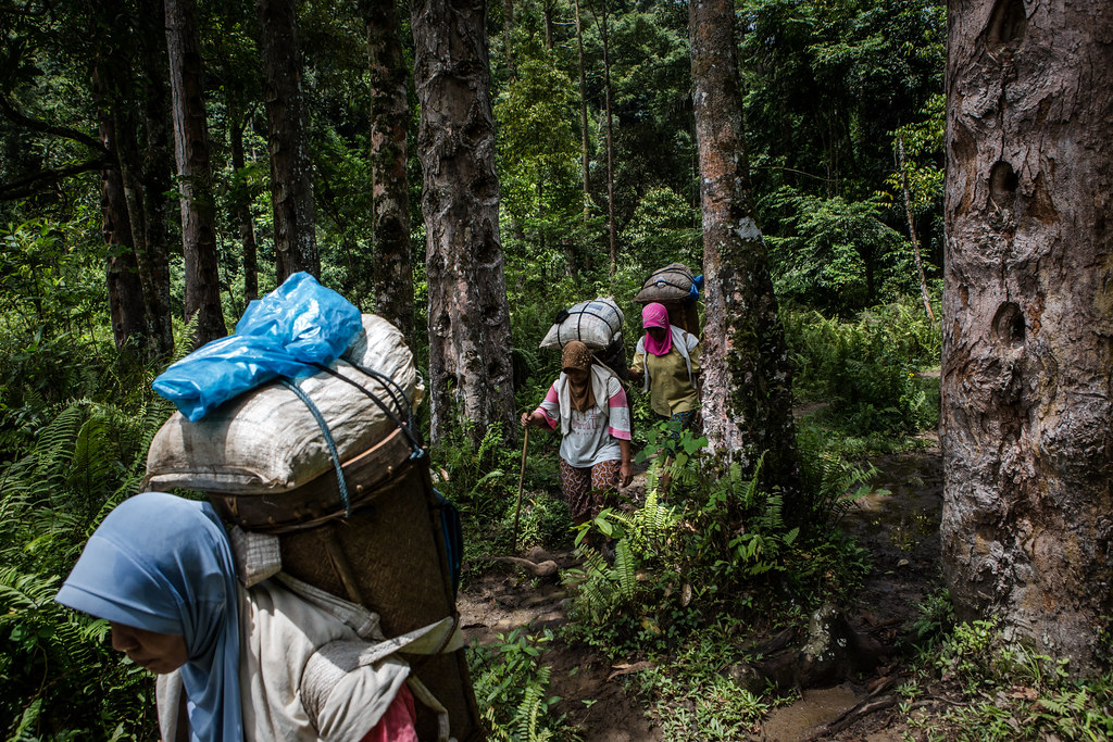 Women resin transporters, walk as carry resin from the fields to the village, for one kilo they earn Rp. 600,...