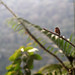 Cinnamon flycatcher