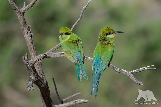 Swallow-Tailed Bee Eaters