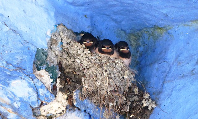 Barn Swallow Chicks in Nest  ~2100m Altitude