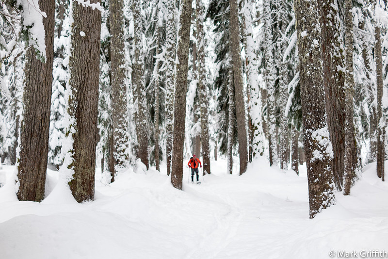 Walker in the Woods