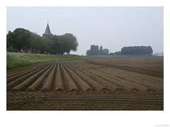 potatoe field