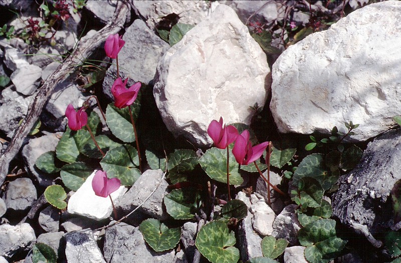 t9703194F | Europäisches Alpenveilchen (Cyclamen purpurascens) am Fuß des Monte Antelao. Ampezzaner Dolomiten, 31.07.1997