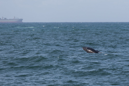sudafrica whale southafrica balena humpback richardsbay kwazulunatal za