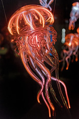 Glass and plasma jellyfish