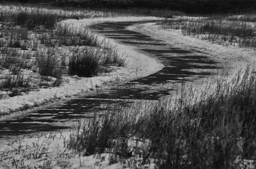 winter path calgary カルガリー アルバータ州 alberta canada カナダ 11月 十一月 霜月 jūichigatsu shimotsuki frostmonth autumn fall 平成29年 2017 november bw