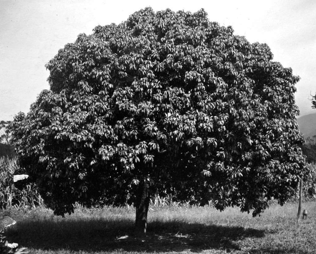 Litchi Tree