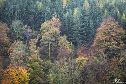 trees canonbie scotland dumfriesandgalloway autumn conifer deciduous canon6d canon70200f4 ©davidliddle ©camraman colours nature