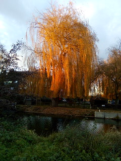 Willow Canopy over the River Stort