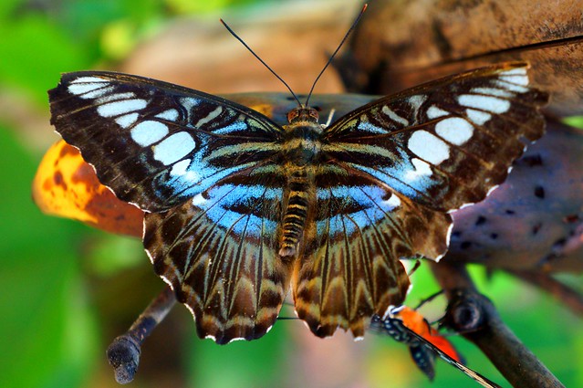 Parthenos Sylvia Violacea