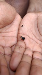 Mini-Frosch
