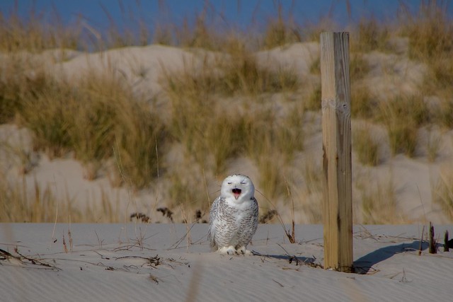 Snowy Owl at Island Beach State Park