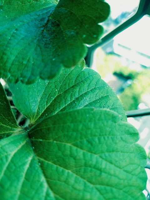 葉🍀 Green leaves