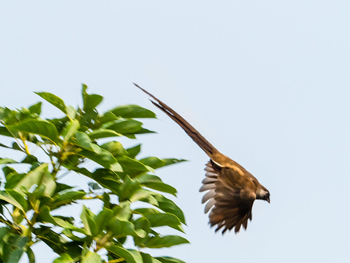 rwanda speckledmousebirdcoliusstriatus oiseaux bird lake kivu gisenyi nature westernprovince rw