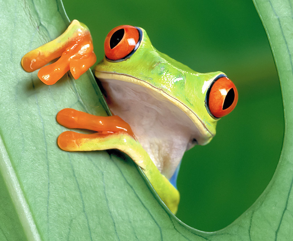 A tree frog