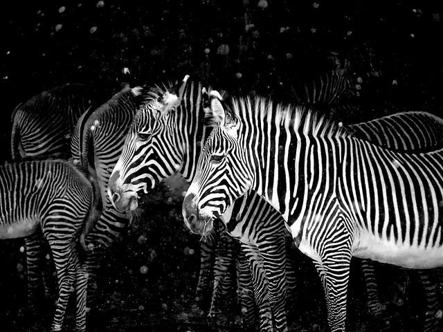 Grevy Zebra im Winter