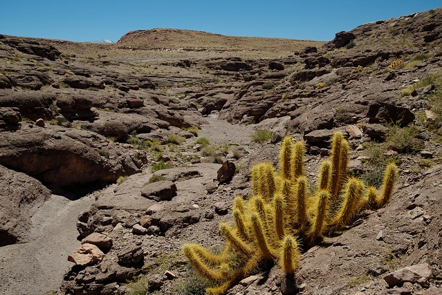 Planta del altiplano. Cactus (Oreocereus leucotrichus). Caspana. Antofagasta. Chile.