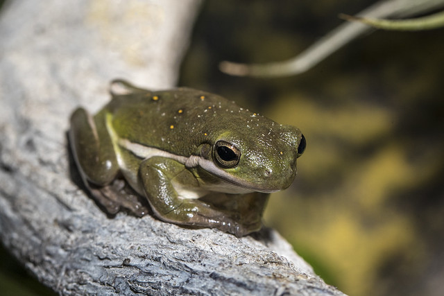 American Green Tree Frog  (Hyla Cinerea)