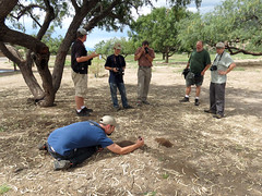 How many naturalists does it take to make an observation of a pocket gopher?