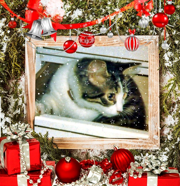 Baby Mitzi Exploring Framed With Decorations And Presents