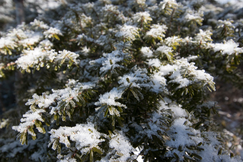 新雪がシラビソの葉に積もっている