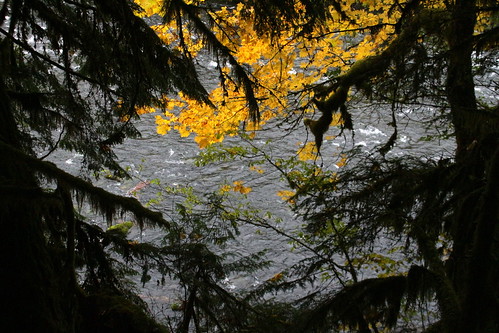 mckenzie national recreation trail river highway belknap hot springs resort oregon hiking willamette forest autumn colors vine maple