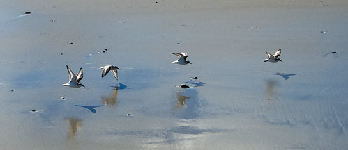 sandpipers seabirds ocean sea seacoast northernnewengland maine newhampshire hampton york birds fauna beach sand waves wading