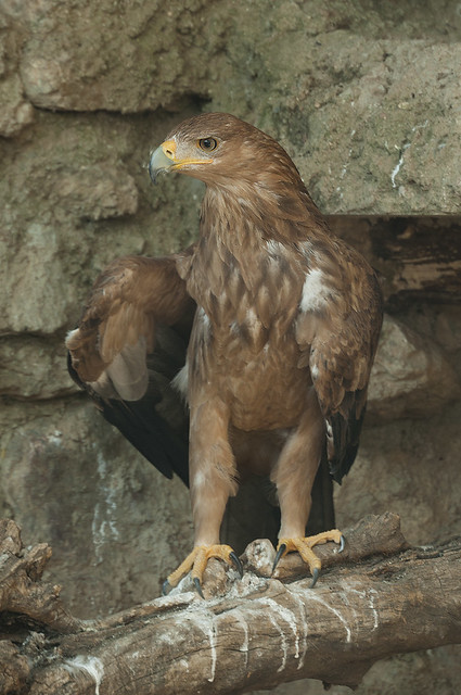 Aquila adalberti - Iberian Imperial Eagle