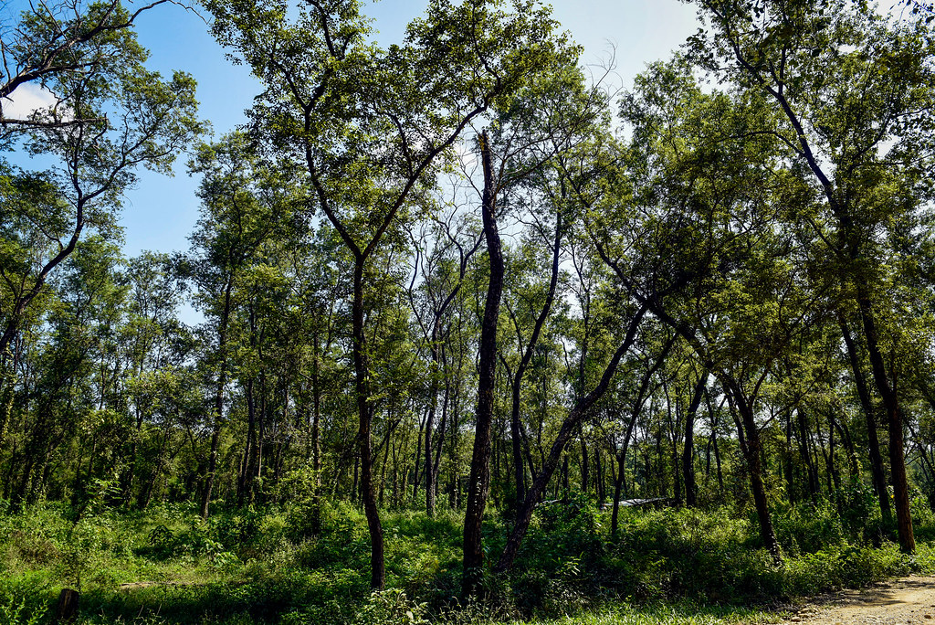 The Binayi Community Forest. Photo by Chandra Shekhar Karki/CIFOR cifor.org...