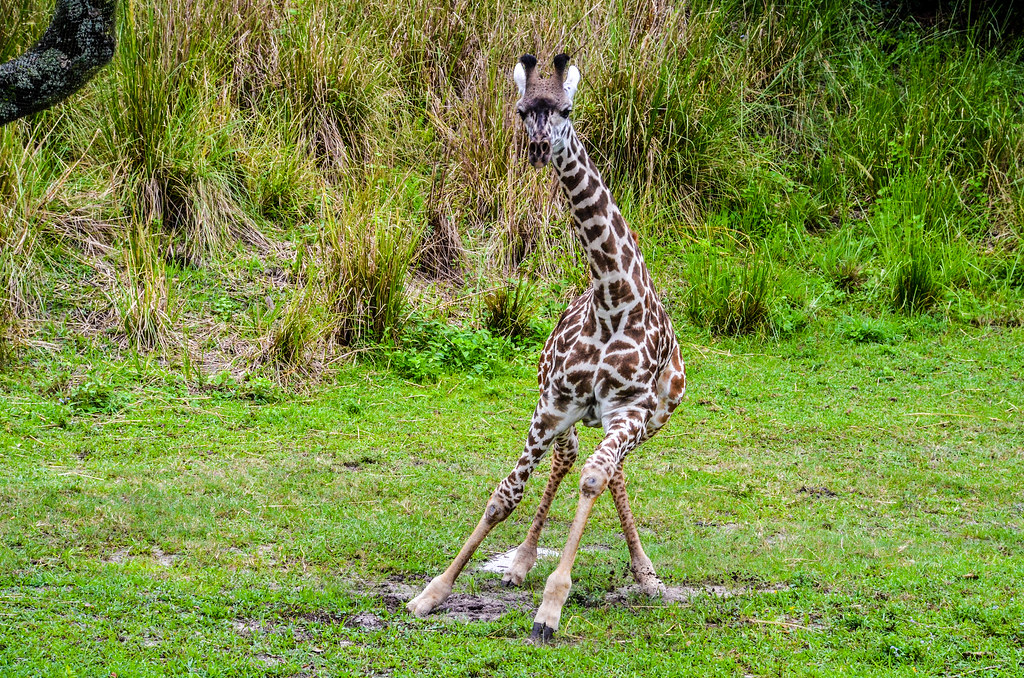Giraffe running Safari AK