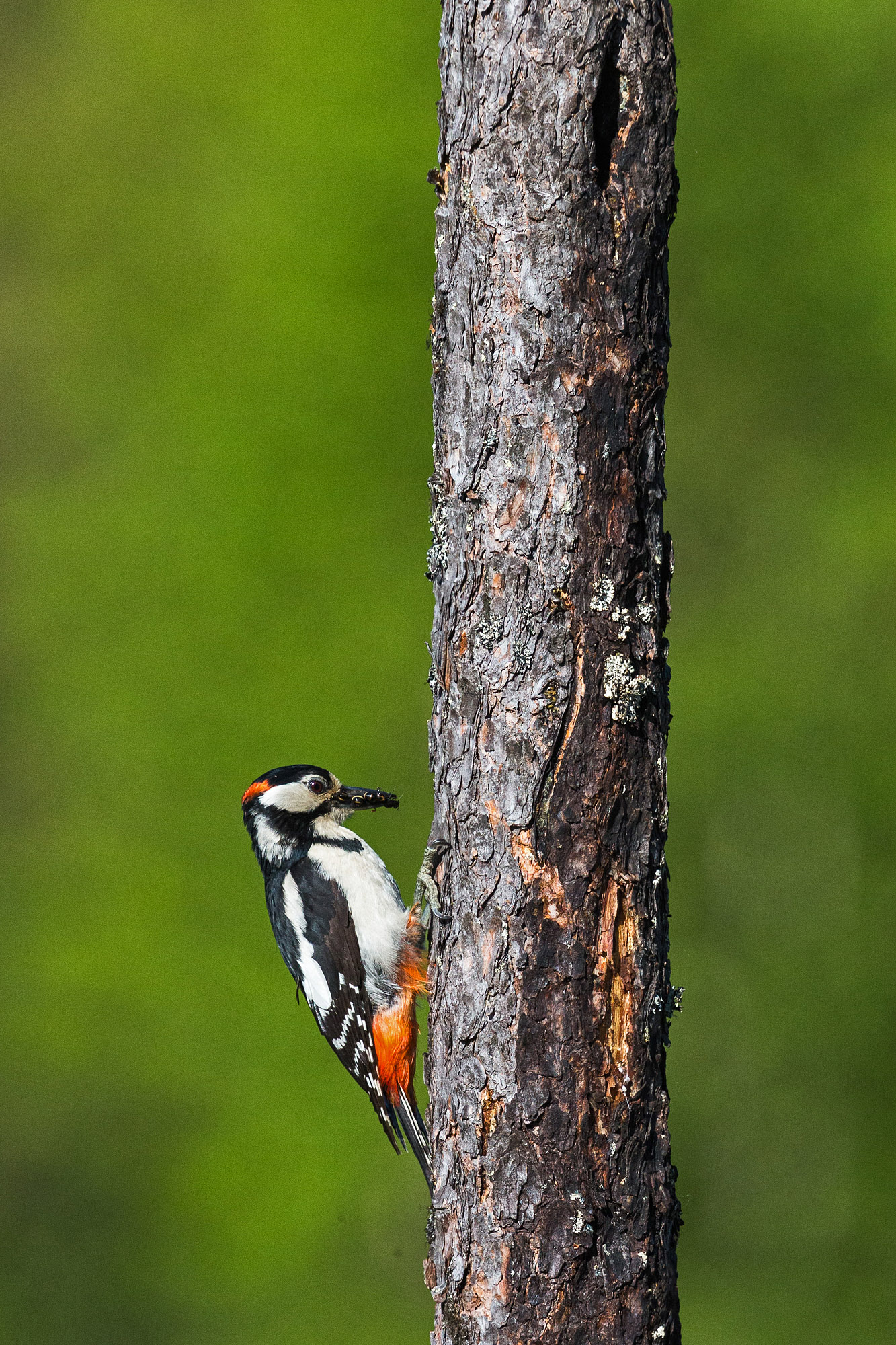 Great Spotted Woodpecker - Bears in Finland