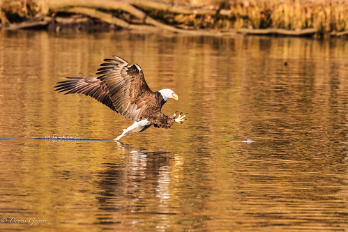 virginia action autumn bird eagle fall fish jamesriver raptor sunrise water wildlife richmond unitedstates us